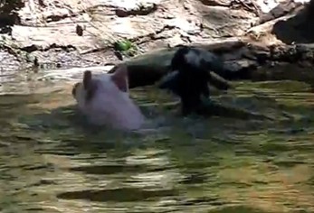 “奶媽狗”后又現“英雄豬” 勇救落水羊網絡走紅