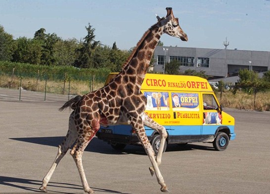 組圖:意大利馬戲團(tuán)長頸鹿逃跑 逍遙上街忙壞警察