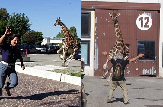 組圖:意大利馬戲團長頸鹿逃跑 逍遙上街忙壞警察