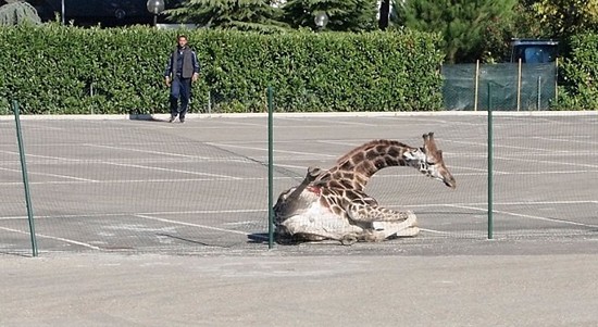 組圖:意大利馬戲團長頸鹿逃跑 逍遙上街忙壞警察