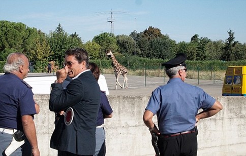 組圖:意大利馬戲團(tuán)長頸鹿逃跑 逍遙上街忙壞警察