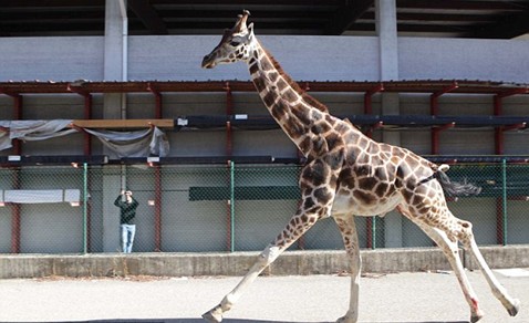 組圖:意大利馬戲團長頸鹿逃跑 逍遙上街忙壞警察