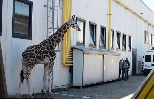 組圖：意大利馬戲團長頸鹿逃跑 逍遙上街忙壞警察