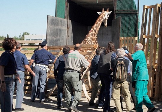組圖:意大利馬戲團長頸鹿逃跑 逍遙上街忙壞警察
