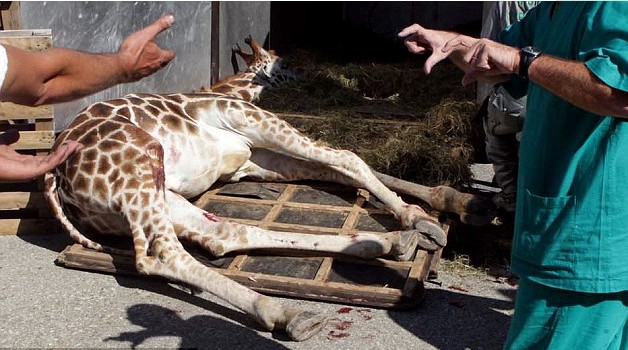組圖:意大利馬戲團長頸鹿逃跑 逍遙上街忙壞警察