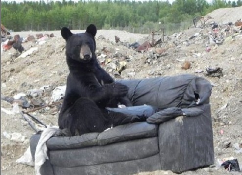黑熊垃圾場“拾荒” 倚坐沙發小憩憨態可掬
