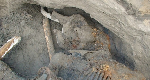 俄男孩發現3萬年前猛犸象尸體 保存完好意義重大