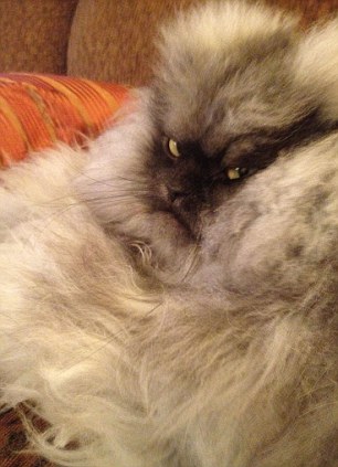 “世上最憤怒貓咪”走紅社交網 怪異表情征服粉絲