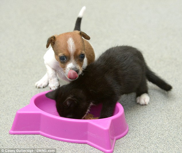 貓咪小狗同吃住同嬉戲 形影不離情深似姐妹