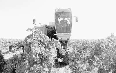 西班牙紅酒瞄準中國市場