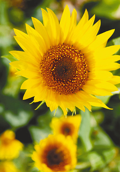 論十六大以來加快建設中國特色社會主義社會管理體系