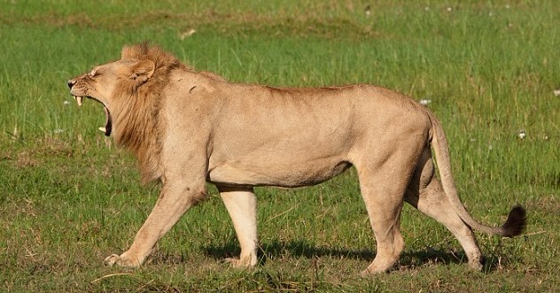 非洲驚現(xiàn)“變性”母獅 激素失調(diào)長出雄性鬃毛