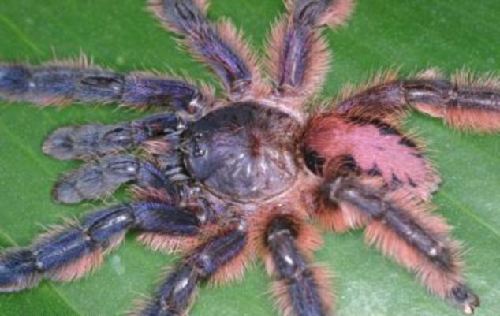 巴西雨林發(fā)現(xiàn)多個狼蛛新品種 色澤鮮艷曾“被滅絕”
