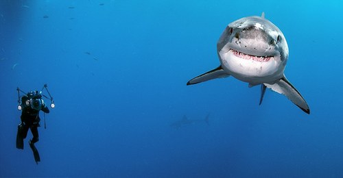巴西攝影師親密接觸大白鯊累計24小時 從未被咬傷
