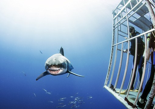 巴西攝影師親密接觸大白鯊累計24小時 從未被咬傷