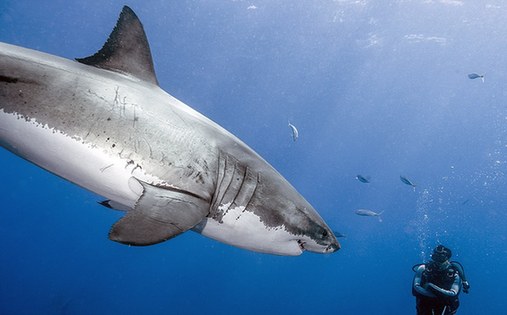 巴西攝影師親密接觸大白鯊累計24小時 從未被咬傷
