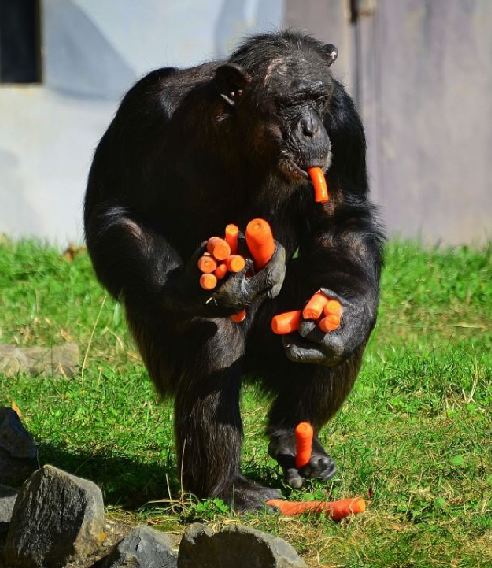 組圖：攝影師抓拍德國動物園黑猩猩偷食胡蘿卜