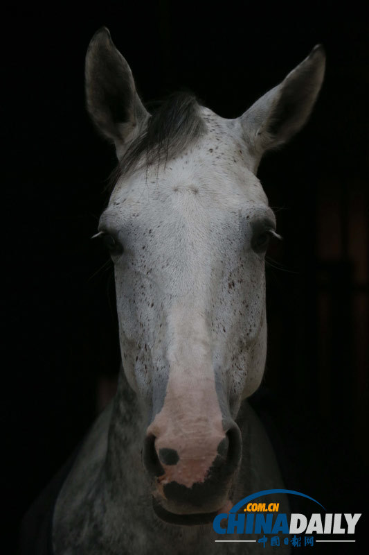探訪京城頂級馬術(shù)俱樂部