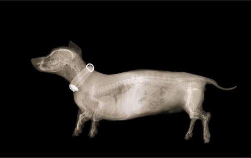 癱瘓狗接受鼻細(xì)胞移植后可行走！人類患者激動不已