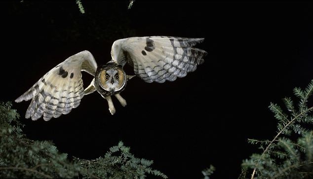 科學(xué)家破解貓頭鷹無(wú)聲飛行之謎 將用于打造“無(wú)聲”飛機(jī)