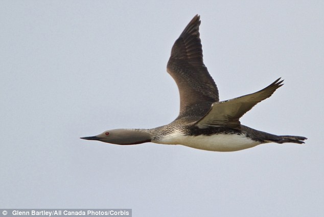 大鳥空中襲“機(jī)”撞碎擋風(fēng)玻璃 血灑機(jī)艙飛機(jī)迫降