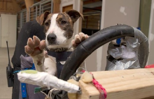 狗狗也能當司機！新西蘭流浪犬8周學會駕駛(圖)