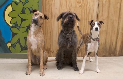 狗狗也能當司機！新西蘭流浪犬8周學會駕駛(圖)