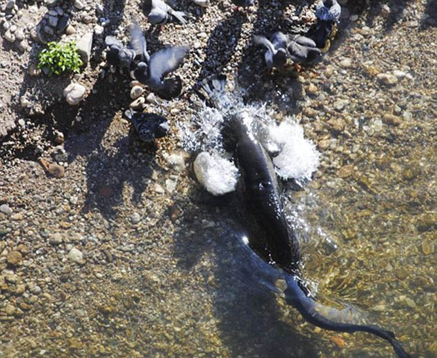 法國鯰魚上岸捕食鴿子 反常原因尚不可知