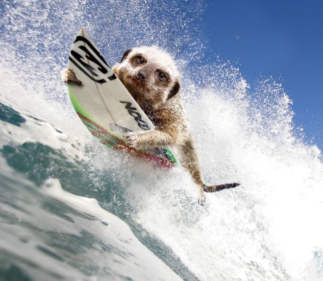 組圖：可愛狐獴大玩極限運(yùn)動 賣萌照制成2013年月歷