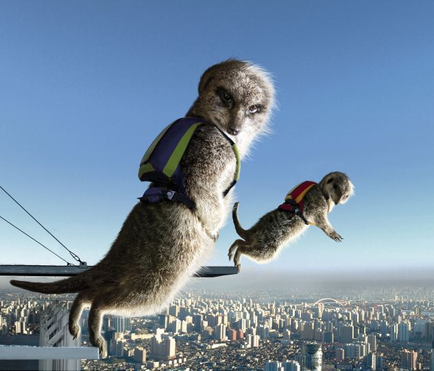 組圖：可愛狐獴大玩極限運動 賣萌照制成2013年月歷