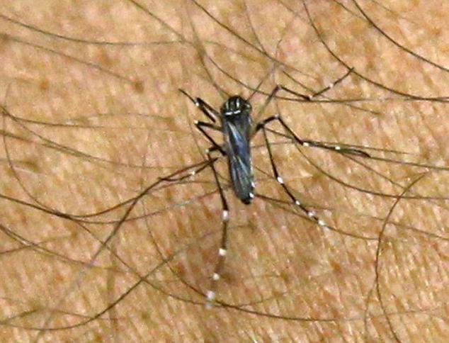 美旅游勝地?cái)M釋放轉(zhuǎn)基因蚊子預(yù)防登革熱 “以毒攻毒”遭抗議