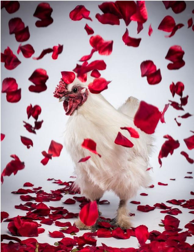 圖：為提高產蛋質量 英公司打造世界首款公雞掛歷