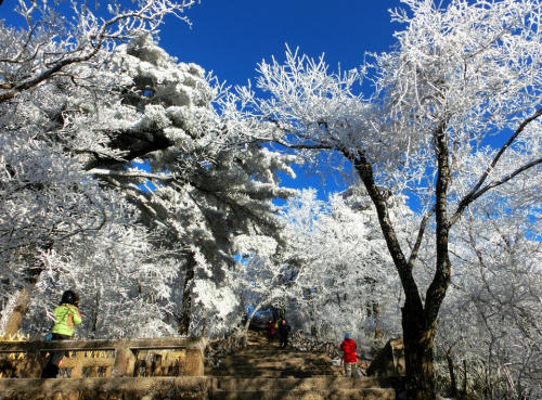 黃山現霧凇奇觀 “千樹萬樹梨花開”若琉璃世界