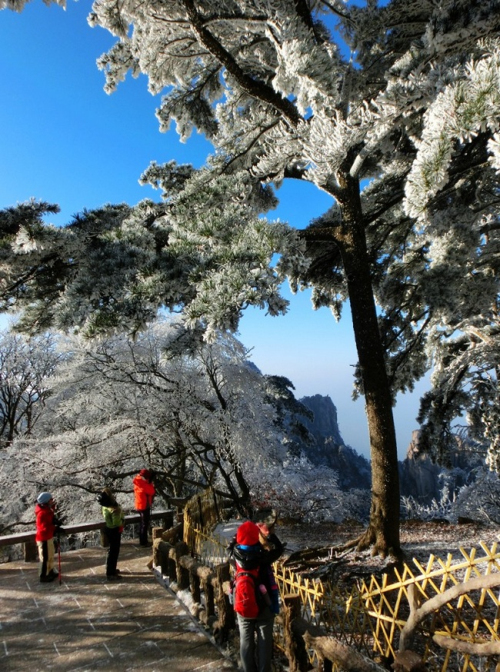 黃山現(xiàn)霧凇奇觀 “千樹萬樹梨花開”若琉璃世界