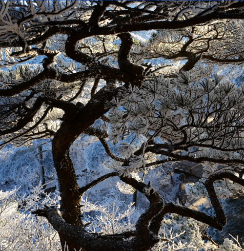 黃山現霧凇奇觀 “千樹萬樹梨花開”若琉璃世界