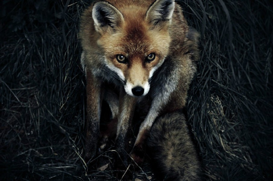 2012國家地理攝影大賽入圍佳作