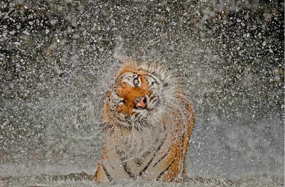 2012國家地理攝影大賽入圍佳作