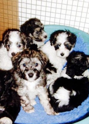 “英國達人”狗家族聚會 擁有中國血統曾為女王獻舞