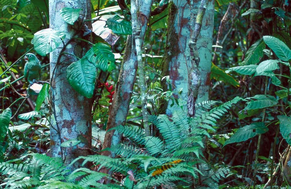 鸚鵡化身樹葉、松雞變身雪堆 美攝影師揭秘動物界的易容高手