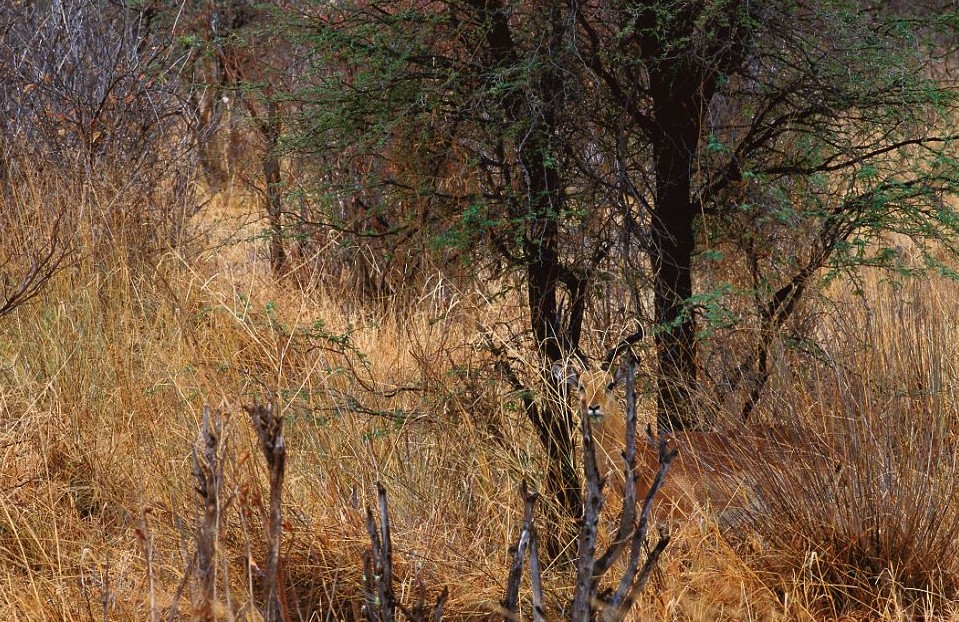 鸚鵡化身樹葉、松雞變身雪堆 美攝影師揭秘動物界的易容高手