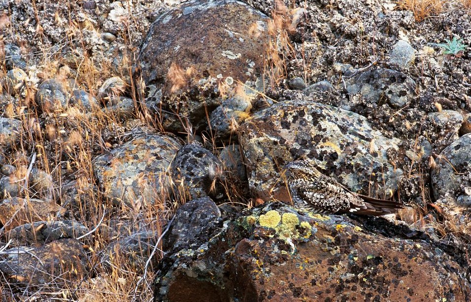 鸚鵡化身樹葉、松雞變身雪堆 美攝影師揭秘動物界的易容高手