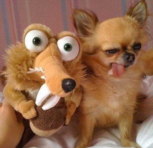 國外網站評選最搞笑動物照 妖媚狗、寂寞哥爭寵