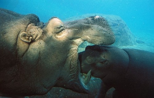小河馬一頭伸進母親血盆大口造虛驚 原是母子在親熱