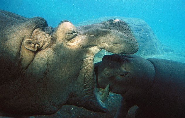 小河馬一頭伸進母親血盆大口讓人虛驚一場 原是母子在親熱