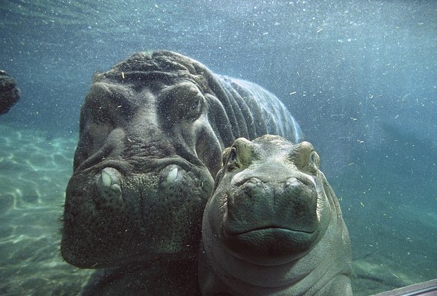 小河馬一頭伸進母親血盆大口讓人虛驚一場 原是母子在親熱