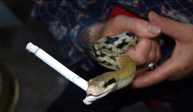 滿地找煙頭的獵犬、被迫戒煙的猩猩 動物“煙鬼”的滑稽百態