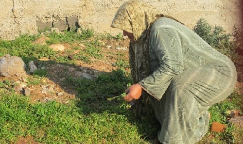 敘利亞難民兒童靠野菜為生 處境艱難