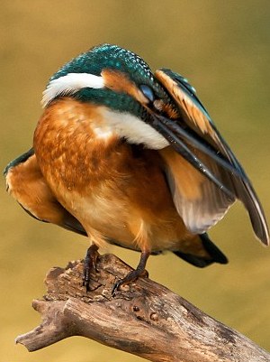 猶伸翅膀半遮面 小小翠鳥也會害羞?