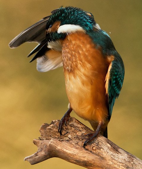 猶伸翅膀半遮面 小小翠鳥也會害羞？