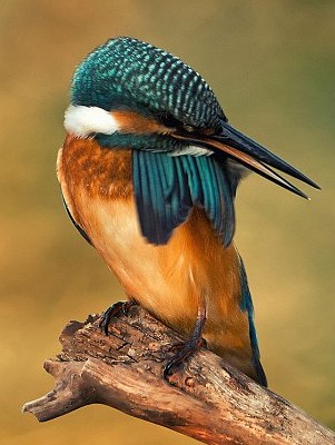 猶伸翅膀半遮面 小小翠鳥也會(huì)害羞？